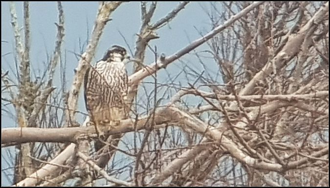 Falco pellegrino siberiano  - Giuseppe Di Lieto