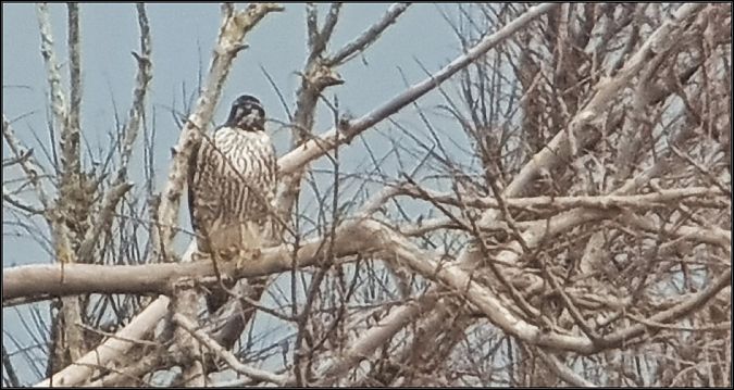 Falco pellegrino siberiano  - Giuseppe Di Lieto