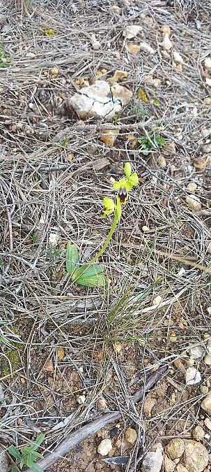 Ophrys delforgei  - Gerard Chassan