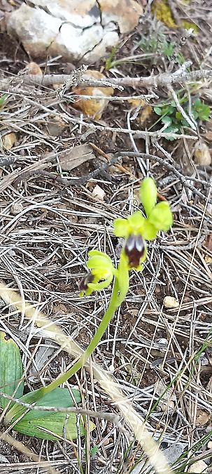 Ophrys delforgei  - Gerard Chassan