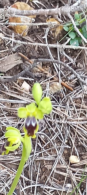 Ophrys delforgei  - Gerard Chassan