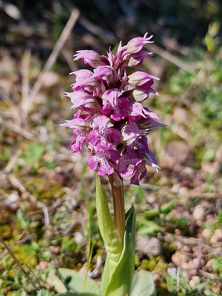 Neotinea lactea  - Diane Raibaut