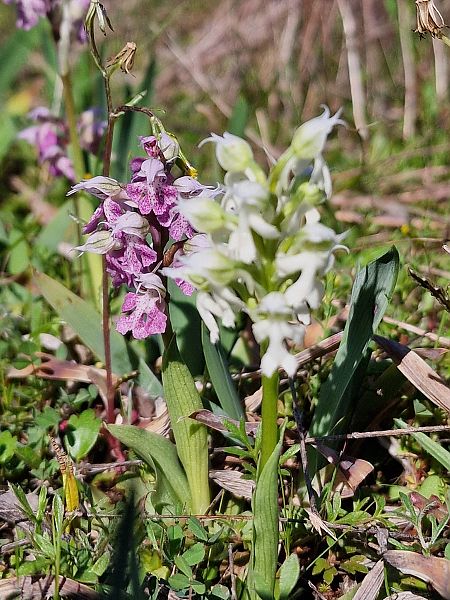 Neotinea lactea  - Diane Raibaut