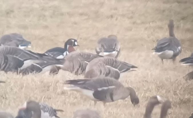 bernikla rdzawoszyja  - Michał Polakowski