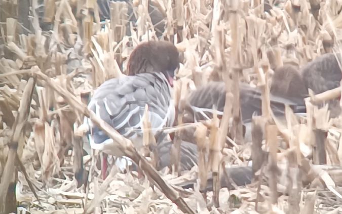 gęś krótkodzioba  - Michał Polakowski