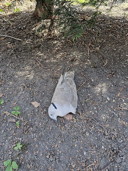 sierpówka  - Tomasz Zarzycki