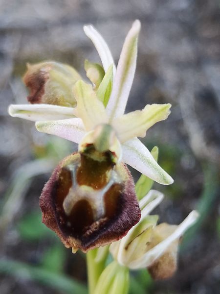 Ophrys morisii  - Richard Fay