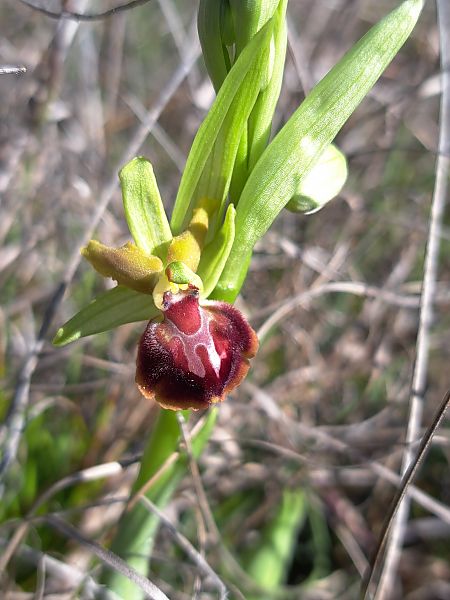 Ophrys provincialis  - Emmanuel Cosson