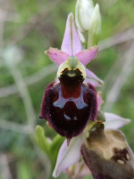 Ophrys morisii  - Richard Fay