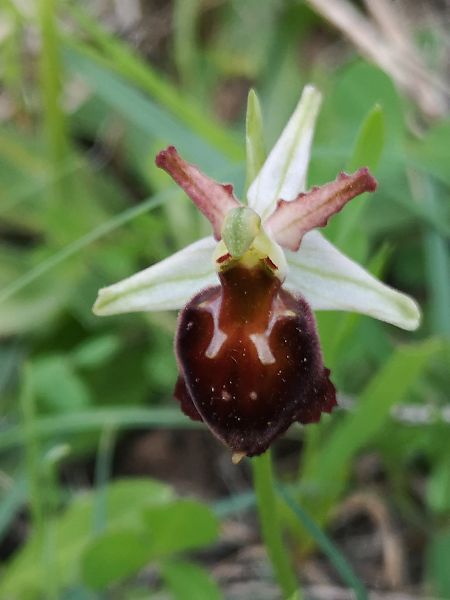 Ophrys morisii  - Richard Fay