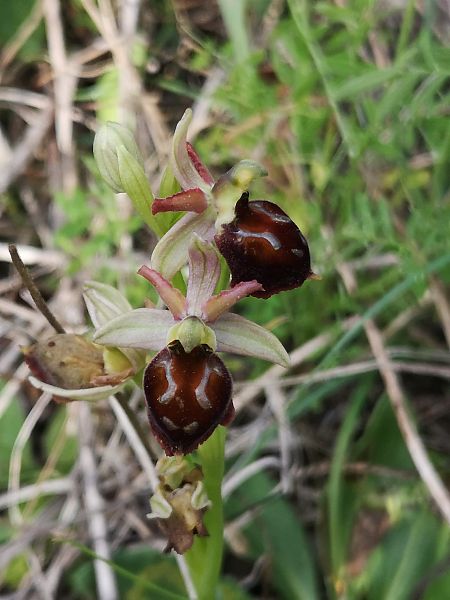 Ophrys morisii  - Richard Fay