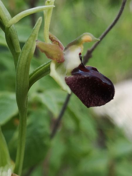 Ophrys morisii  - Richard Fay