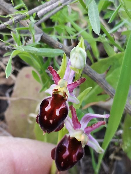 Ophrys morisii  - Richard Fay