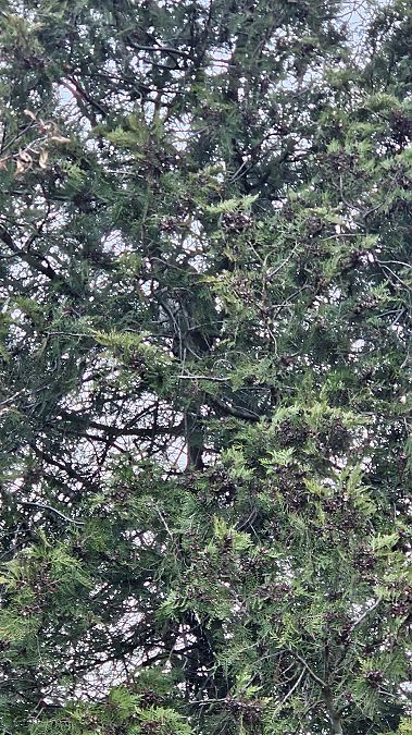 uszatka  - Anna Kamilewicz-Wicik