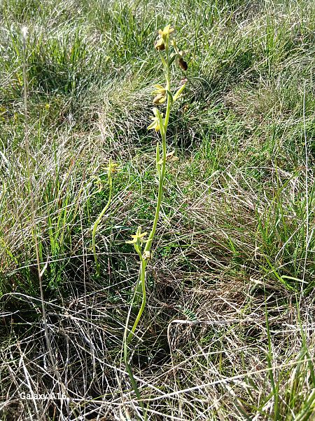 Ophrys sphegodes subsp. sphegodes  - Andrea Di Toma (FVG)