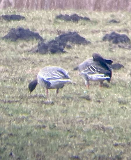 gęś krótkodzioba  - Krzysztof Lis