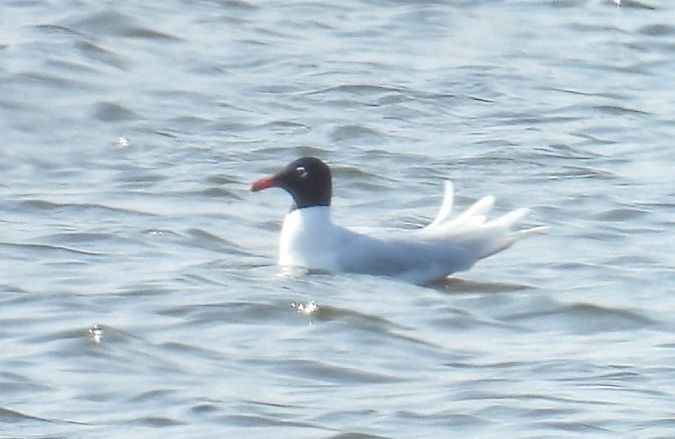 mewa czarnogłowa  - Kacper Mikulski