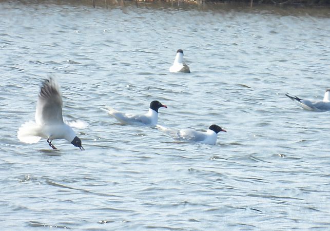 mewa czarnogłowa  - Kacper Mikulski