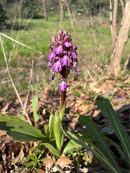 Himantoglossum robertianum  - Luis Nolan