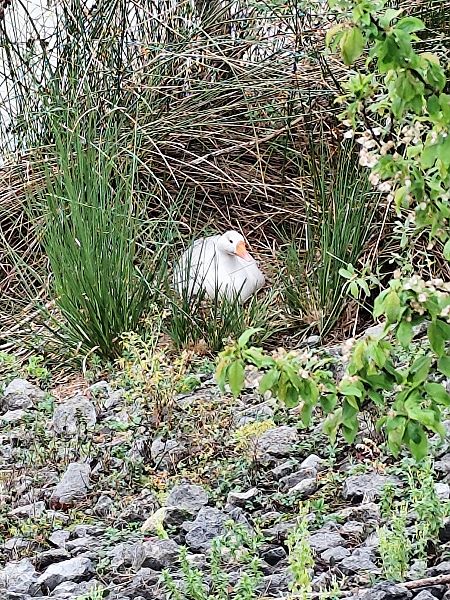 Anser cf. domestica  - Aitor Urrutia