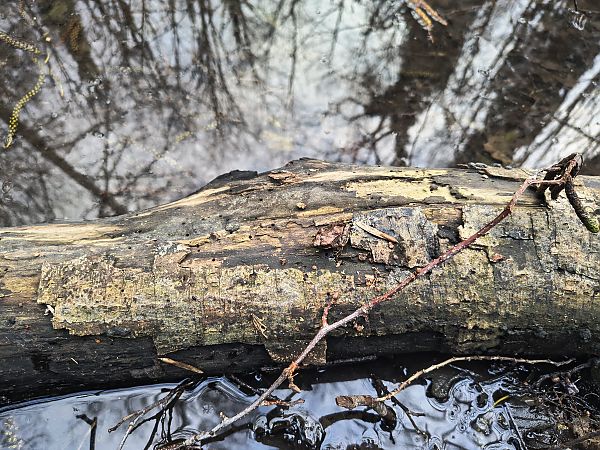 Rana appenninica  - Mirko Enea