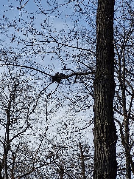 grzywacz  - Tomasz Zarzycki