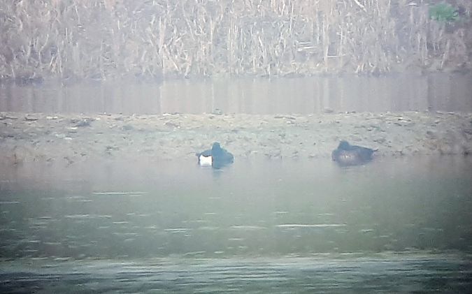 Moretta tabaccata  - Lino Lipparini