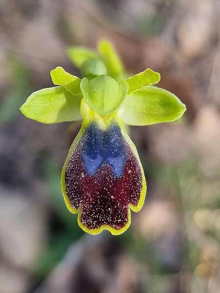 Ophrys bilunulata  - Diane Raibaut