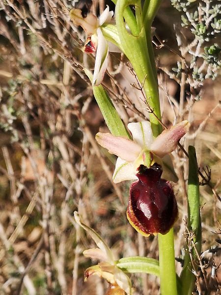 Ophrys arachnitiformis  - Richard Fay