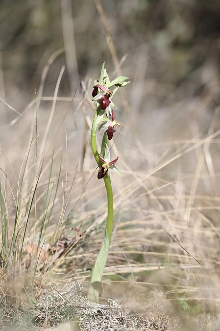 Ophrys arachnitiformis  - Richard Fay