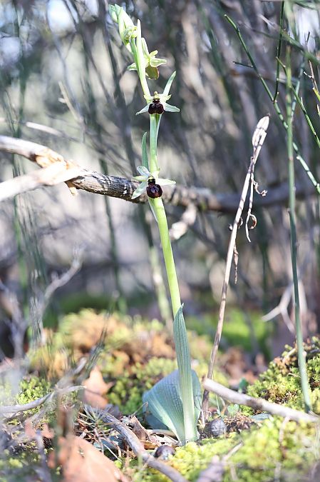 Ophrys arachnitiformis  - Richard Fay