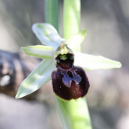 Ophrys arachnitiformis  - Richard Fay