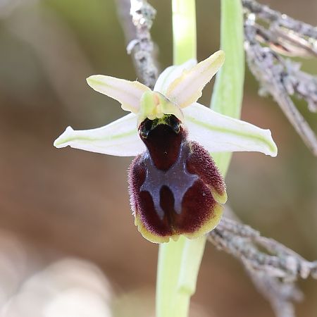 Ophrys arachnitiformis  - Richard Fay