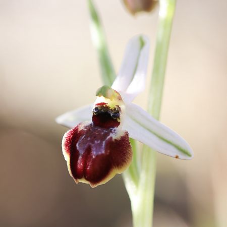 Ophrys arachnitiformis  - Richard Fay