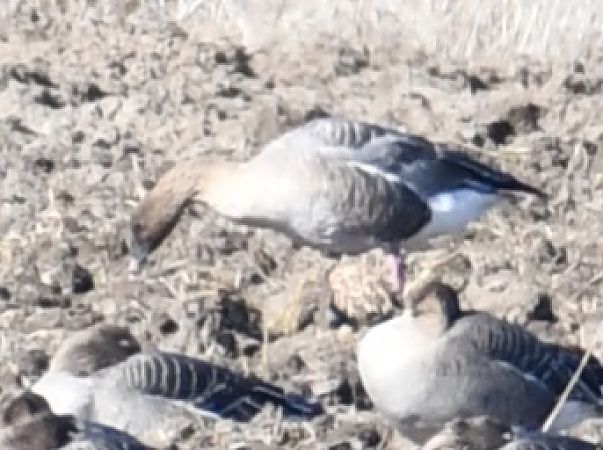 gęś krótkodzioba  - Paweł Zaniecki