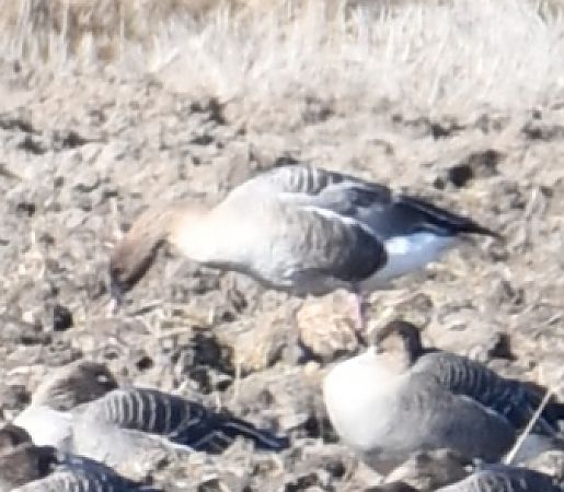 gęś krótkodzioba  - Paweł Zaniecki