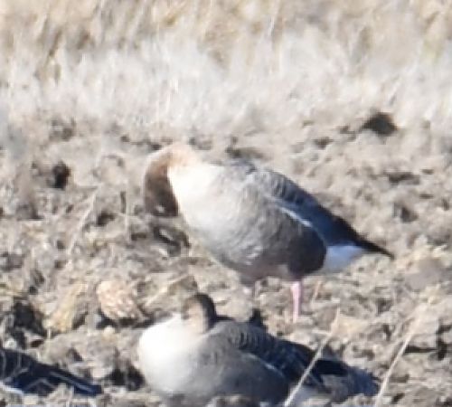 gęś krótkodzioba  - Paweł Zaniecki