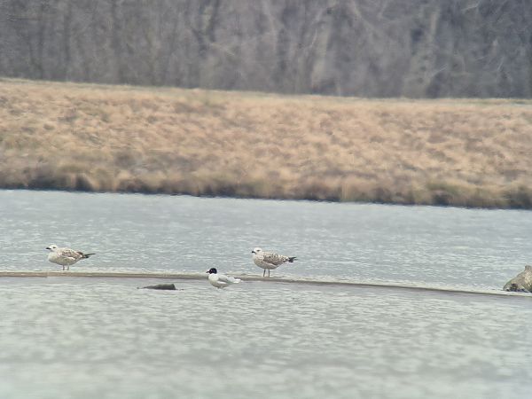 Mouette mélanocéphale  - Pietro Bellezza