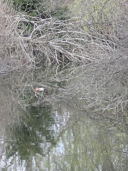 Oiseau indéterminé  - Fabian/alexandra Fischer/böck