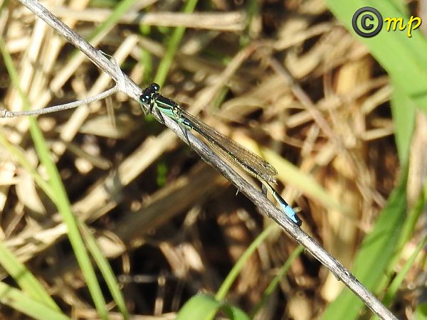 Ischnura elegans  - Mario Paloni