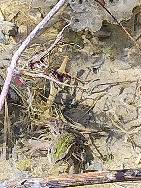 Rana esculenta o Rana di Lessona  - Gabriele de Nadai