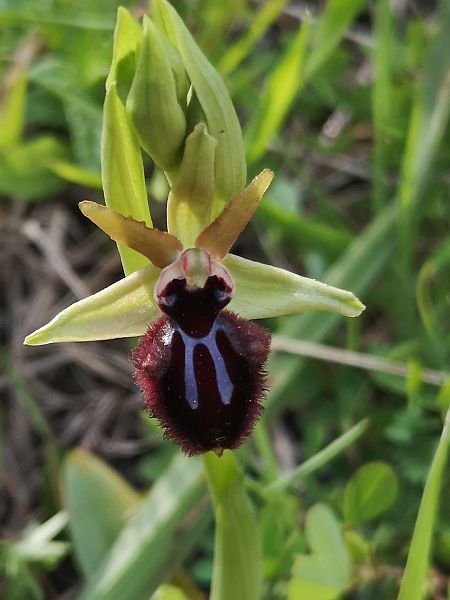 Ophrys incubacea  - Richard Fay