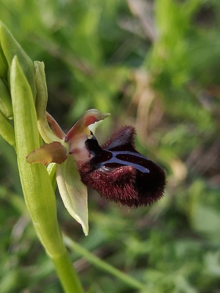 Ophrys incubacea  - Richard Fay
