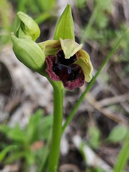 Ophrys incubacea  - Richard Fay