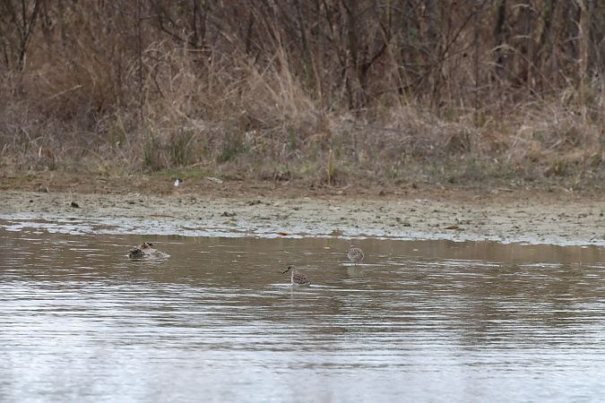 Oiseau indéterminé  - Jenny Felderer