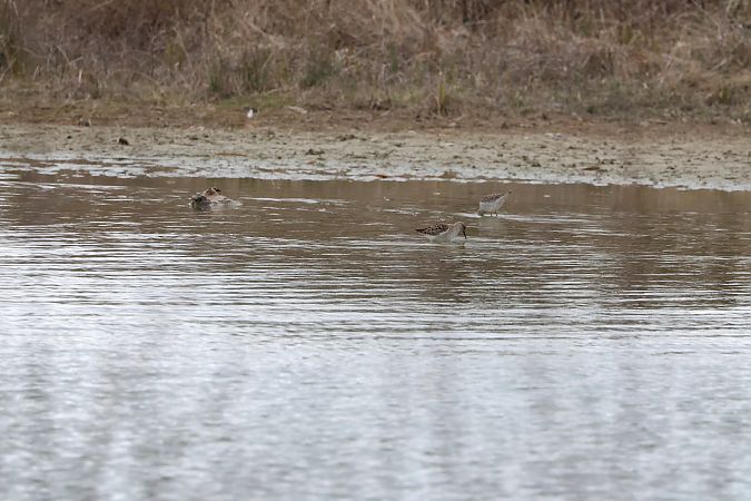 Oiseau indéterminé  - Jenny Felderer
