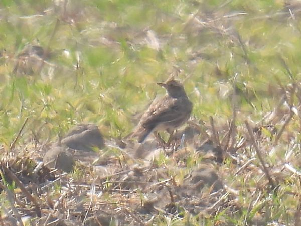 skowronek  - Kacper Mikulski