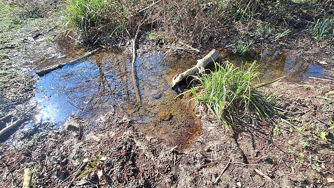 Rana temporaria  - Renato Cottalasso