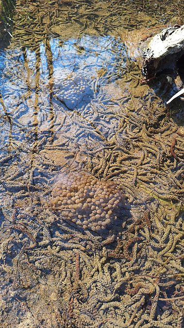 Rana temporaria  - Renato Cottalasso