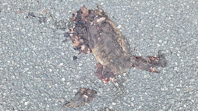 Rospo comune  - Renato Cottalasso